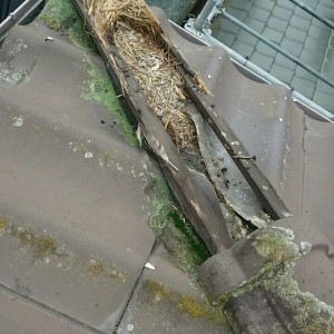 鳥の巣掃除、駆除・隅棟の面戸をふさぐ工事