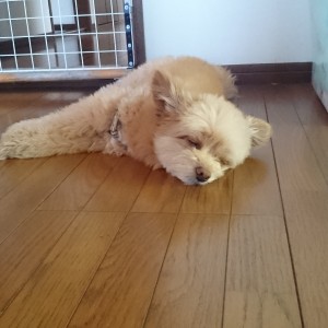 梅雨が終わっても雨がふる・・・ラーメン