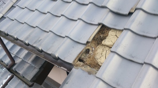 DSC_0343_resize_20151116_215726